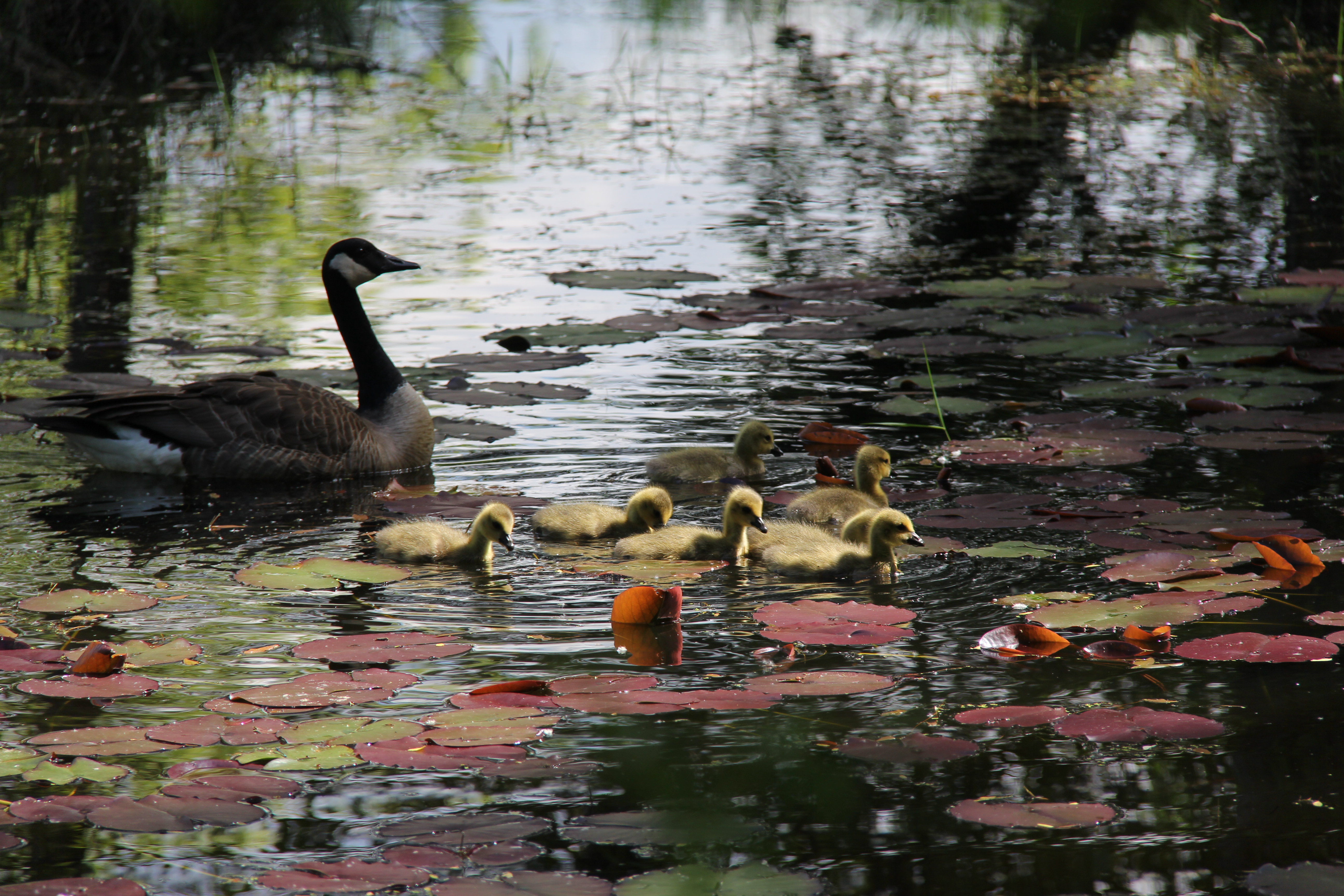 Noon Road Pond