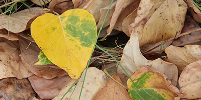 cottonwood valentine